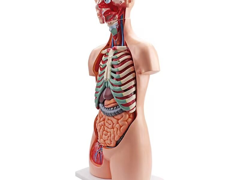 anatómico sexuado 23 piezas, material didáctico codysb034