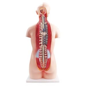 anatómico sexuado 23 piezas, material didáctico codysb034