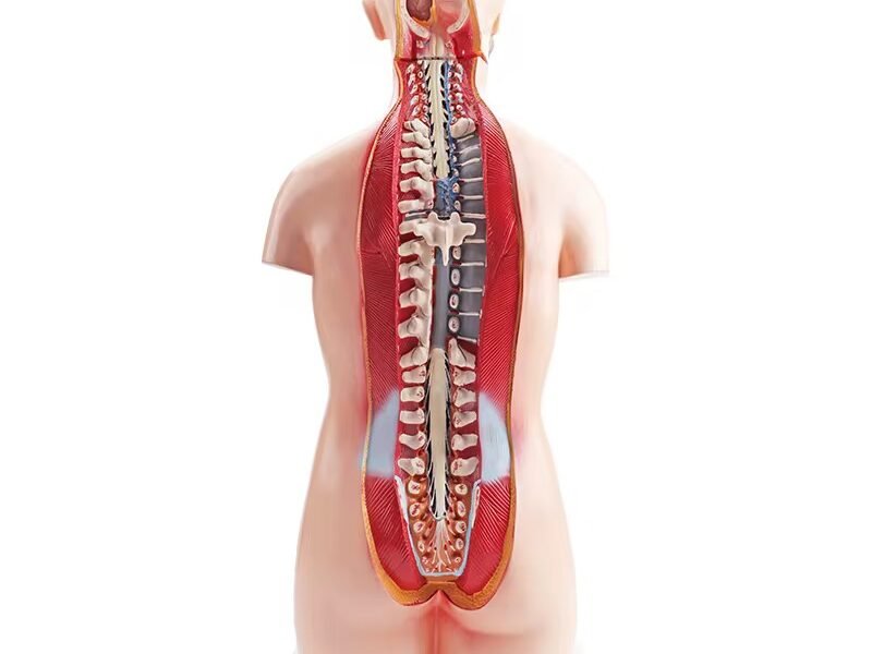 anatómico sexuado 23 piezas, material didáctico codysb034