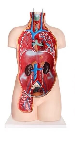 anatómico sexuado 23 piezas, material didáctico codysb034