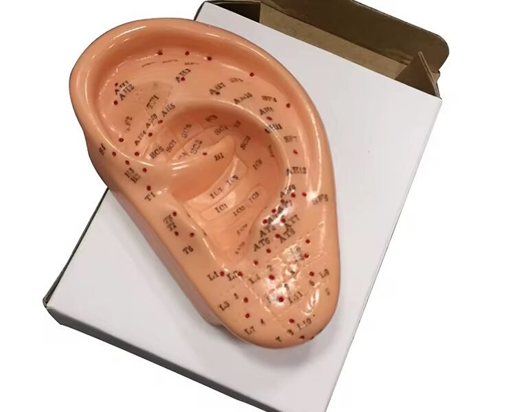 oído acupuntura, material para enseñanza codj3c519508b