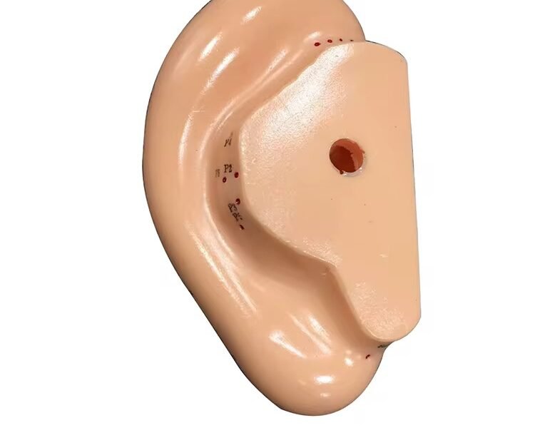 oído acupuntura, material para enseñanza codj3c519508b