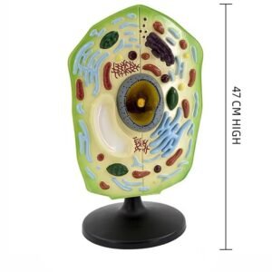 célula vegetal, material didáctico enseñanza, j342032162