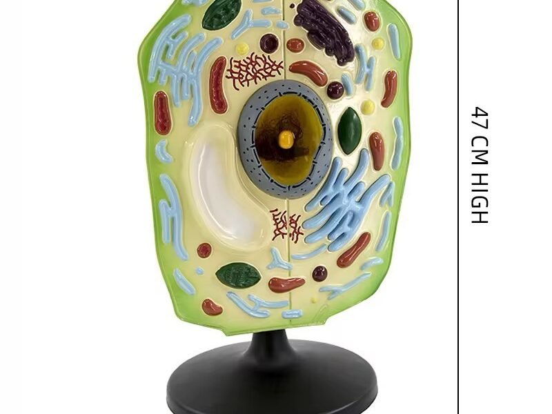 célula vegetal, material didáctico enseñanza, j342032162