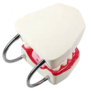 dentadura de cuidado dental, 32 dientes, modelo j3c419403a