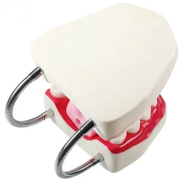 dentadura de cuidado dental, 32 dientes, modelo j3c419403a