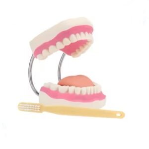 dentadura de cuidado dental, 32 dientes, modelo j3c419403a