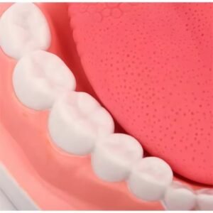 dentadura de cuidado dental, 32 dientes, modelo j3c419403a