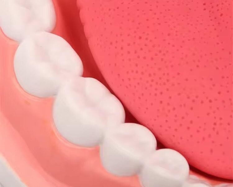 dentadura de cuidado dental, 32 dientes, modelo j3c419403a