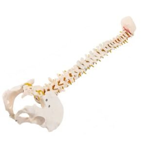 columna vertebral, material didáctico codysb046