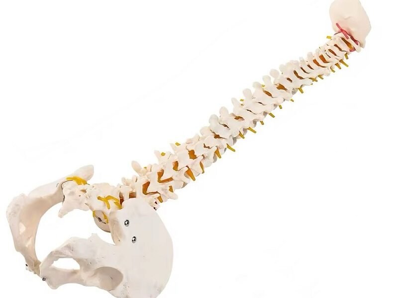 columna vertebral, material didáctico codysb046