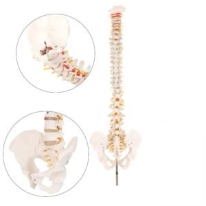 columna vertebral, material didáctico codysb046