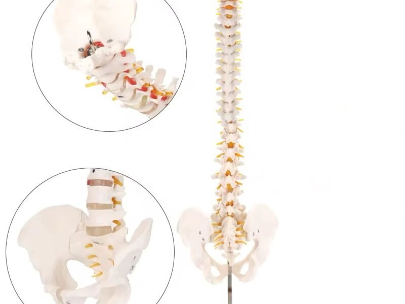 columna vertebral, material didáctico codysb046