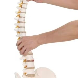 columna vertebral, material didáctico codysb046