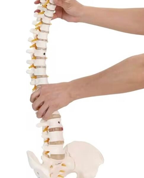 columna vertebral, material didáctico codysb046