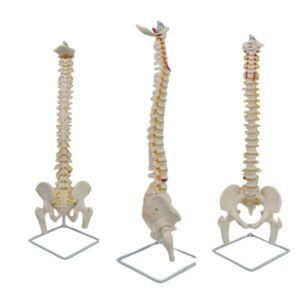 columna vertebral y fémur, material didáctico codj3c119126