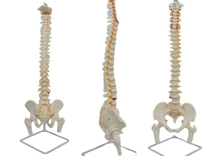 columna vertebral y fémur, material didáctico codj3c119126