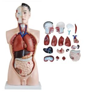 anatómico asexsuado,organos de goma j3c219201