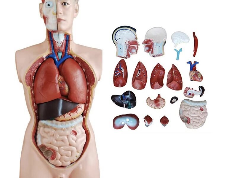 anatómico asexsuado,organos de goma j3c219201