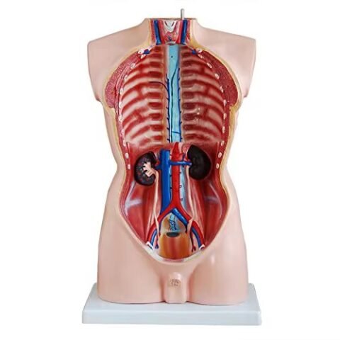 anatómico asexsuado,organos de goma j3c219201