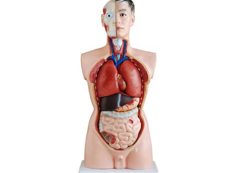 anatómico asexsuado,organos de goma j3c219201