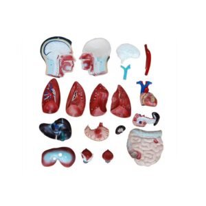 anatómico asexsuado,organos de goma j3c219201