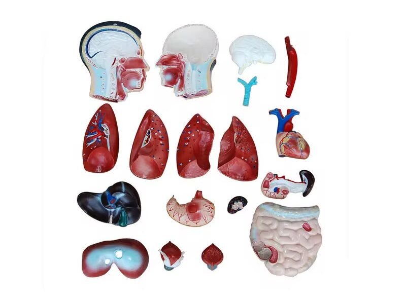 anatómico asexsuado,organos de goma j3c219201