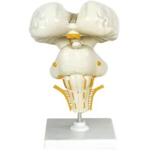 cerebro humano, material didactico para enseñanza 7026