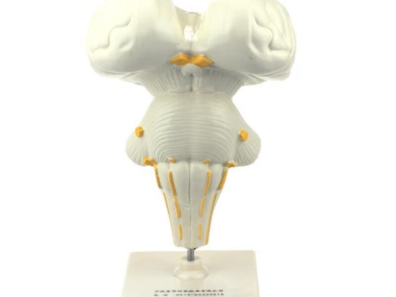 cerebro humano, material didactico para enseñanza 7026