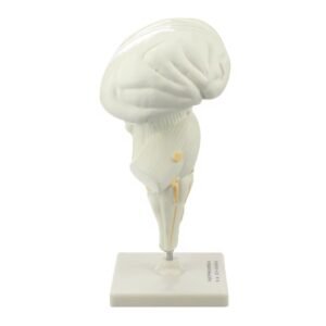 cerebro humano, material didactico para enseñanza 7026