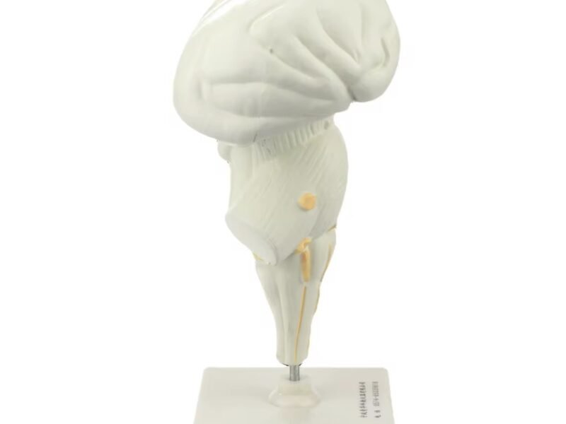 cerebro humano, material didactico para enseñanza 7026