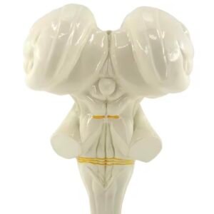 cerebro humano, material didactico para enseñanza 7026