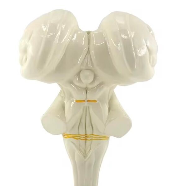 cerebro humano, material didactico para enseñanza 7026