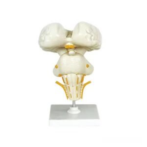 cerebro humano, material didactico para enseñanza 7026