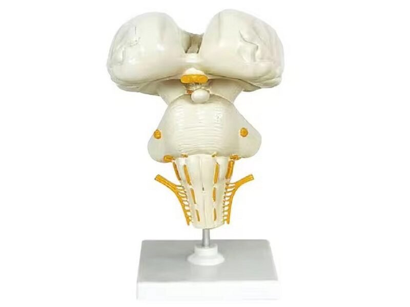 cerebro humano, material didactico para enseñanza 7026