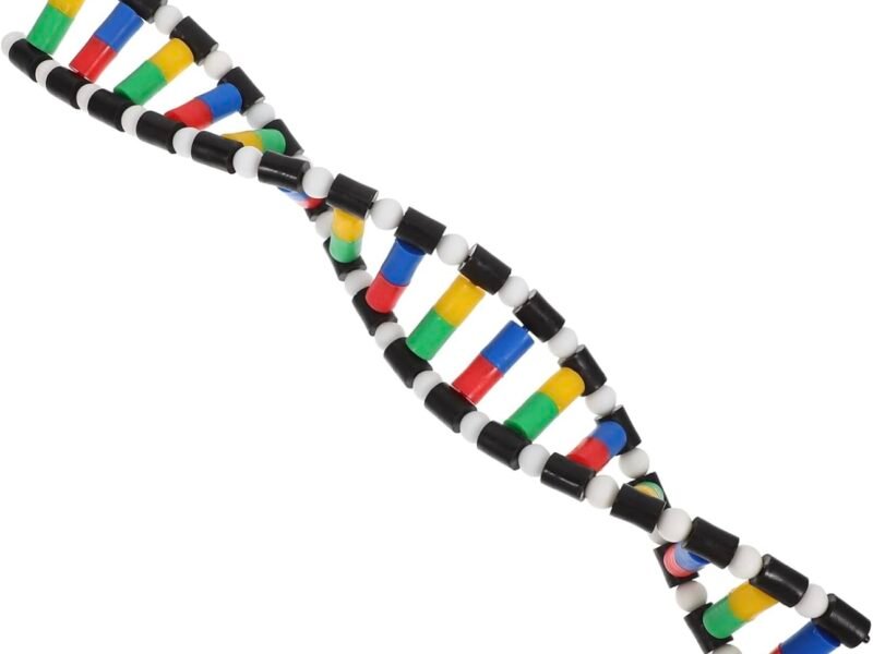 modelo de adn, material didáctico código ysb009