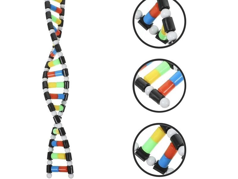 modelo de adn, material didáctico código ysb009
