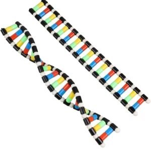 modelo de adn, material didáctico código ysb009