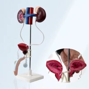 urugenital masculino, material didactico para enseñanza,7018