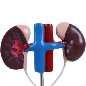 urugenital masculino, material didactico para enseñanza,7018