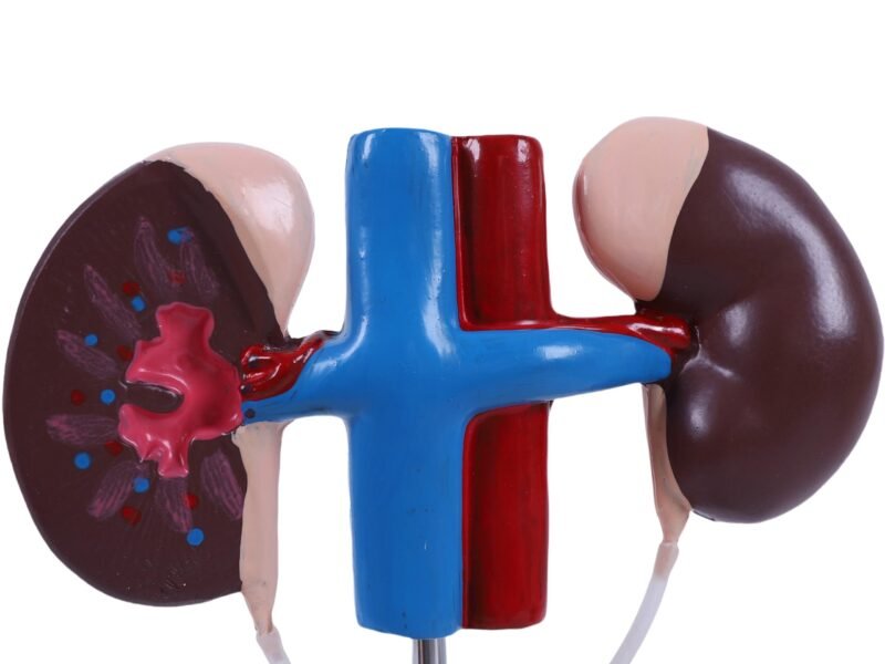 urugenital masculino, material didactico para enseñanza,7018