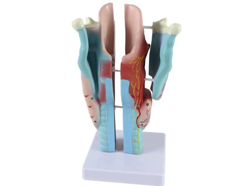 garganta, material didactico para enseñanza, 7035