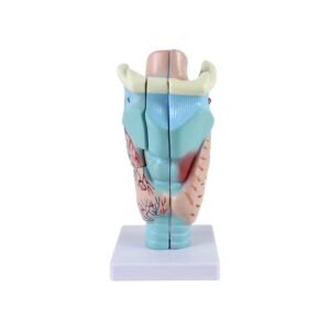 garganta, material didactico para enseñanza, 7035