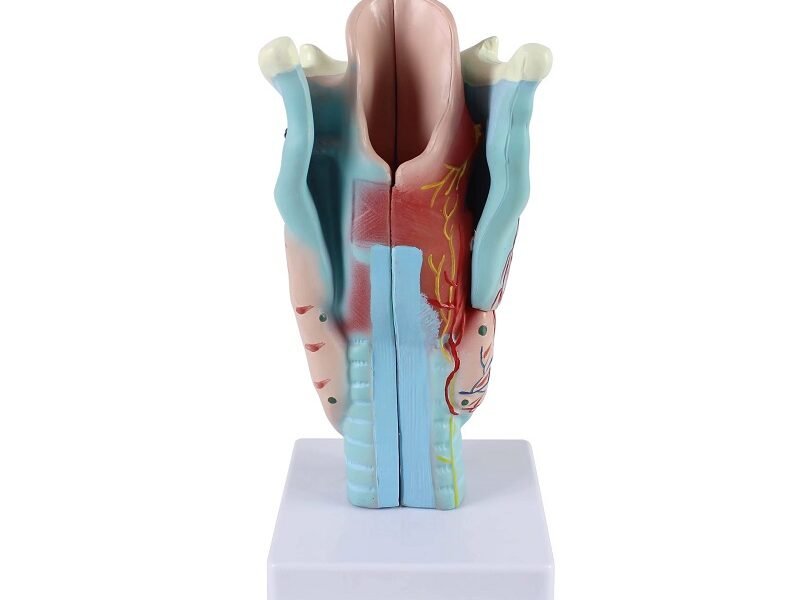 garganta, material didactico para enseñanza, 7035