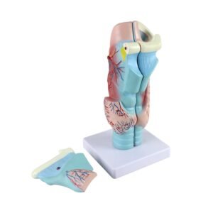 garganta, material didactico para enseñanza, 7035