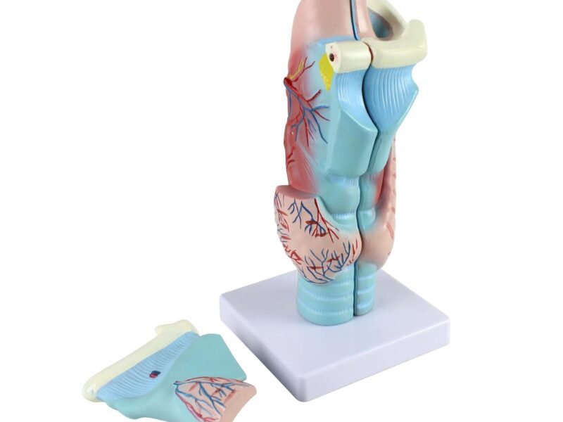 garganta, material didactico para enseñanza, 7035