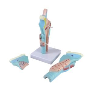 garganta, material didactico para enseñanza, 7035