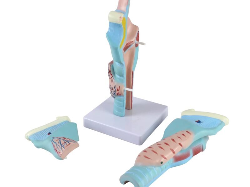 garganta, material didactico para enseñanza, 7035