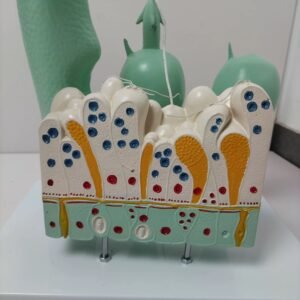 hydra, material didactico para enseñanza, 6012