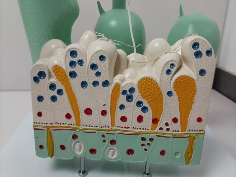 hydra, material didactico para enseñanza, 6012